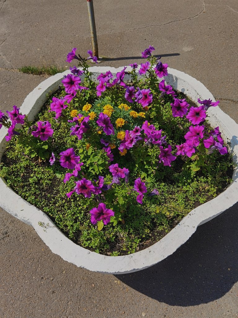 Flower bed, interesting design:)))