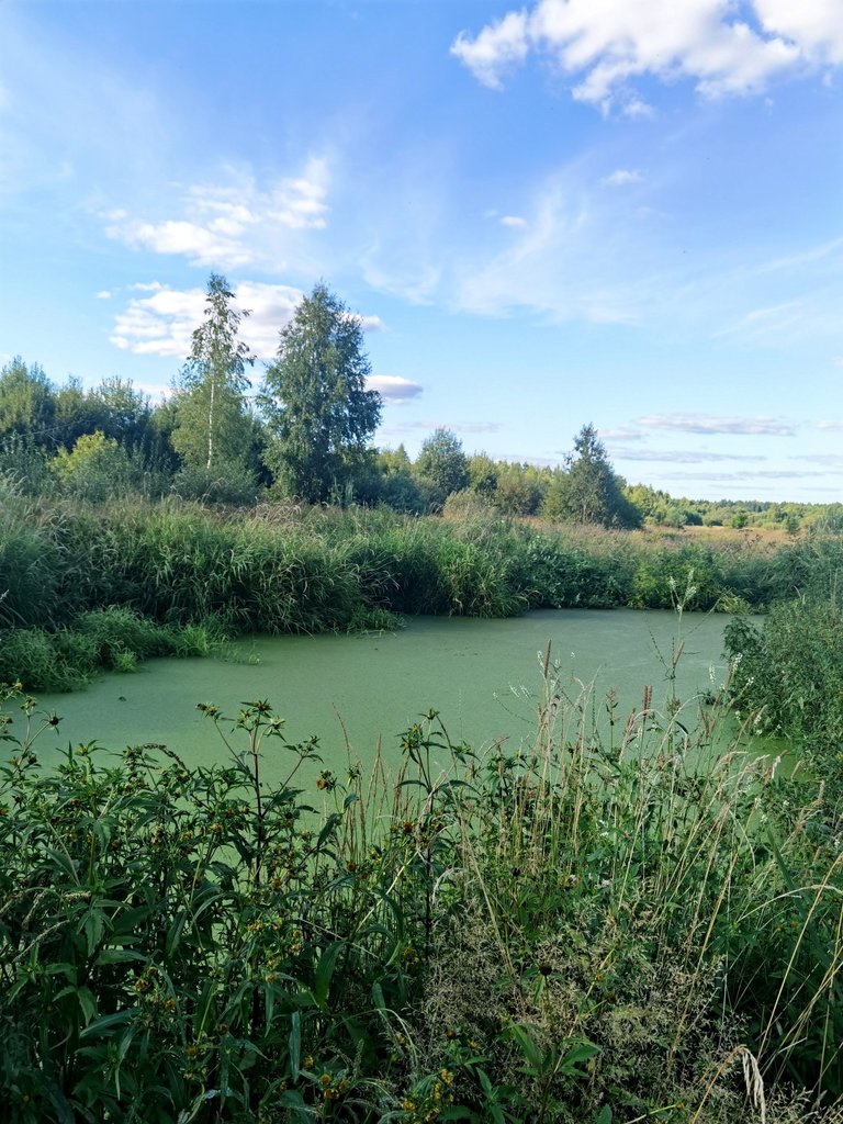 Future swamp🤣