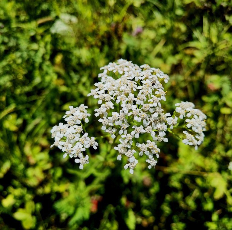 Flowers on the way