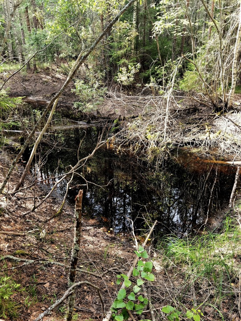 Black water