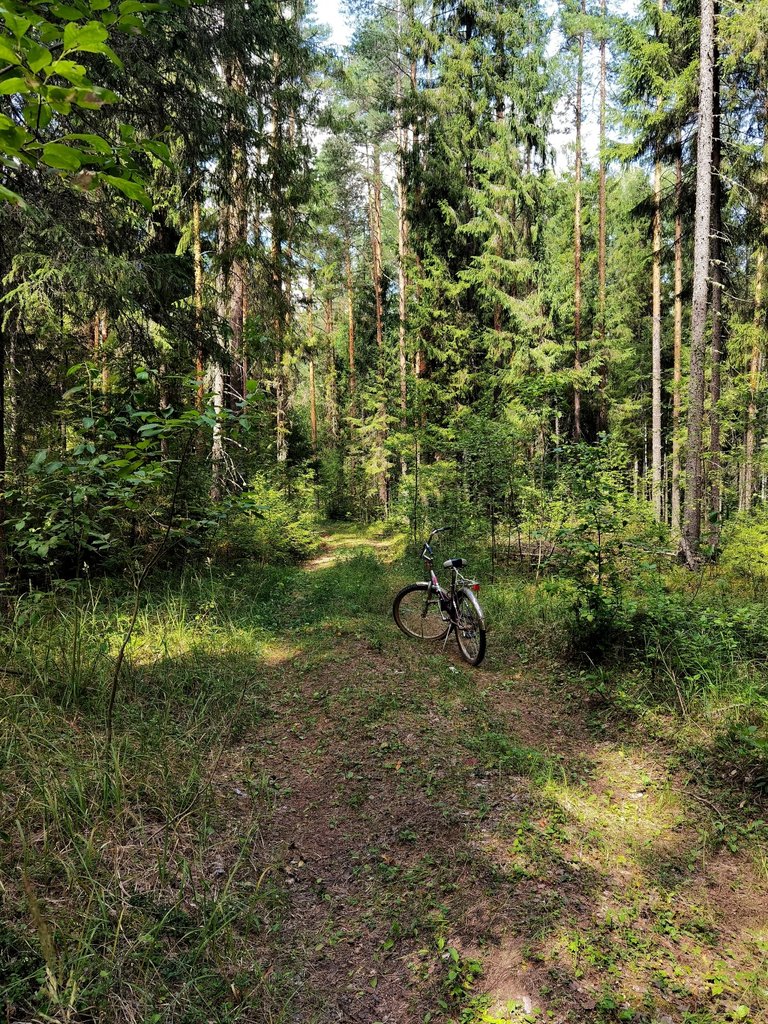 What could be better than a bike ride along a forest path?