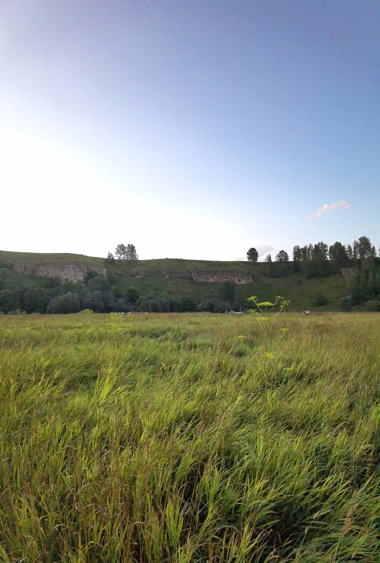Meadow landscape