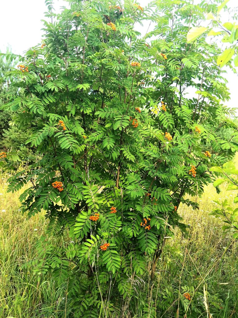 Rowan bushes