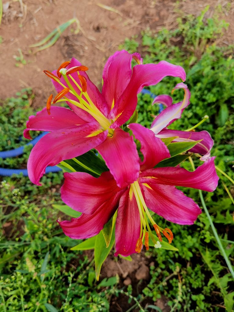 Red lilies
