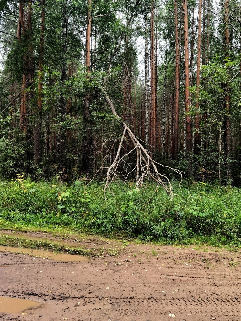 Pines