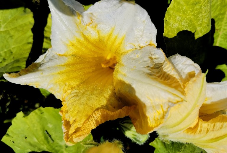 The pumpkin flower looks like an orchid