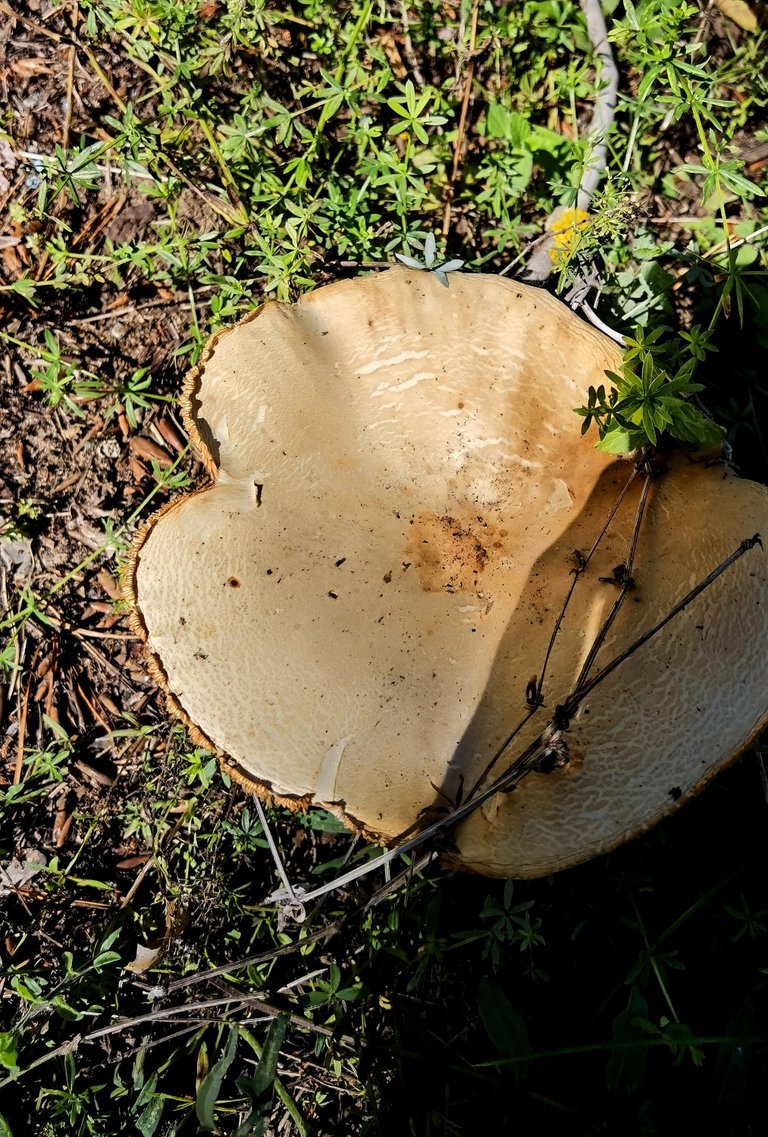 Strange mushrooms