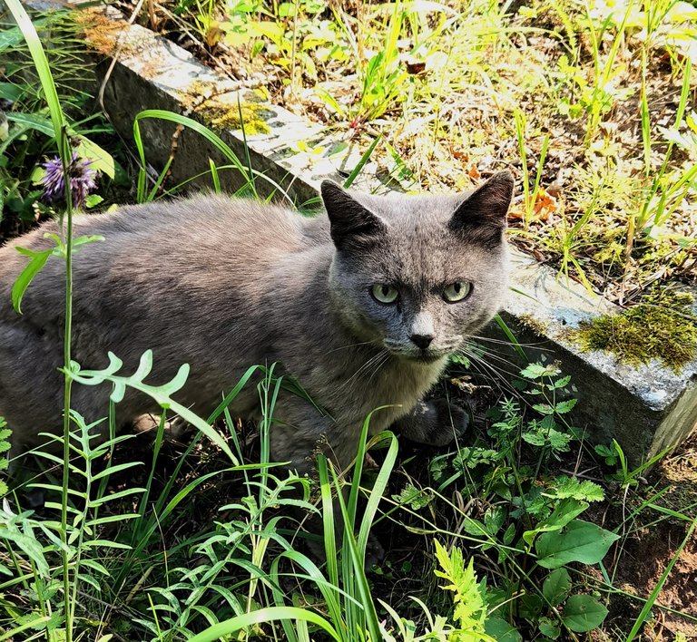 Meow!