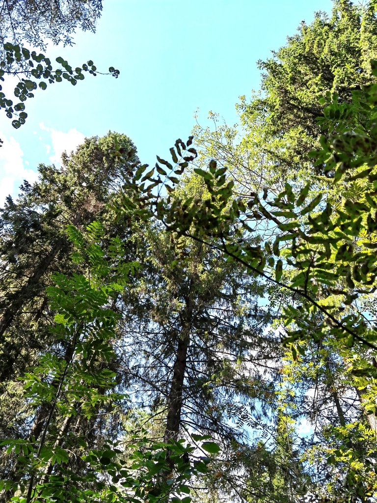 Trees