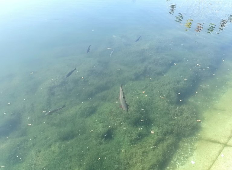 Water life