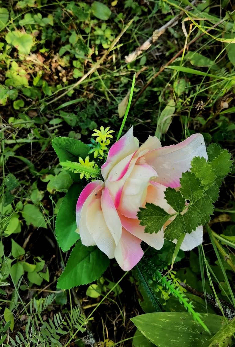 A rose