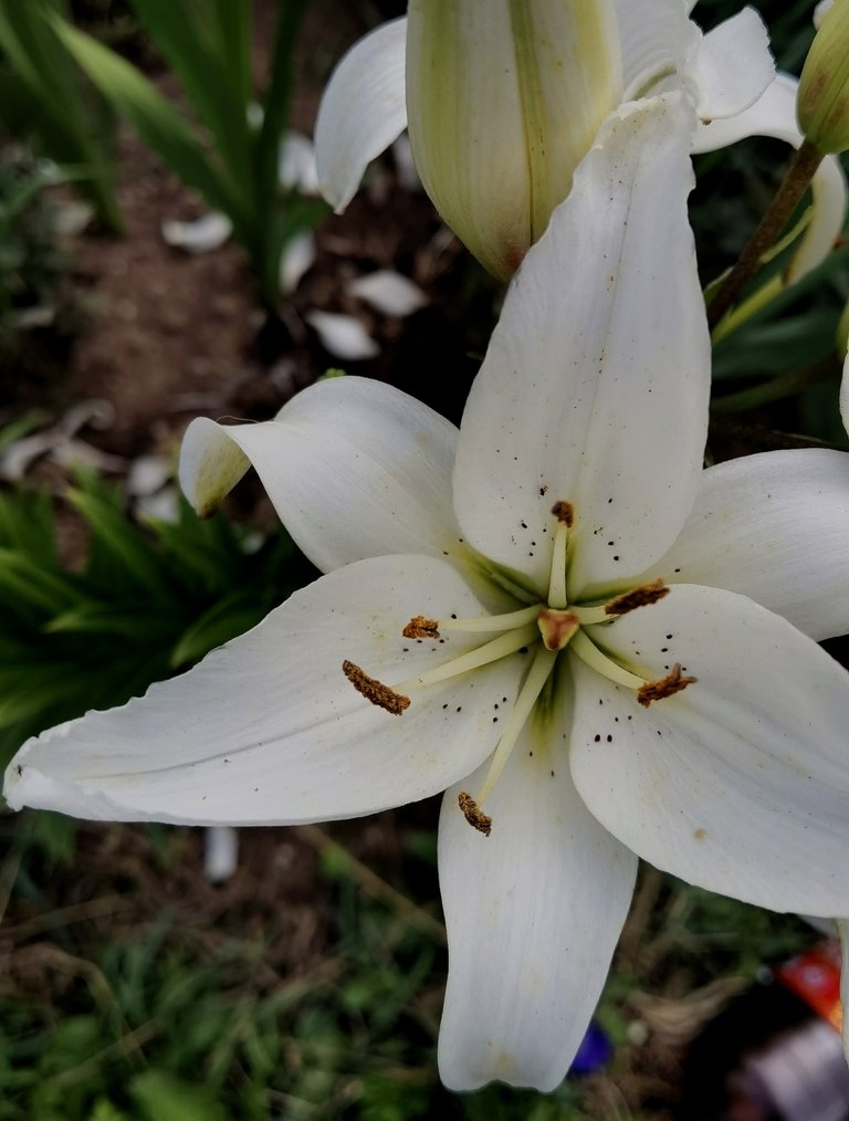 Speckled lily