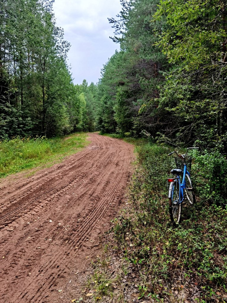 Biking in the forest