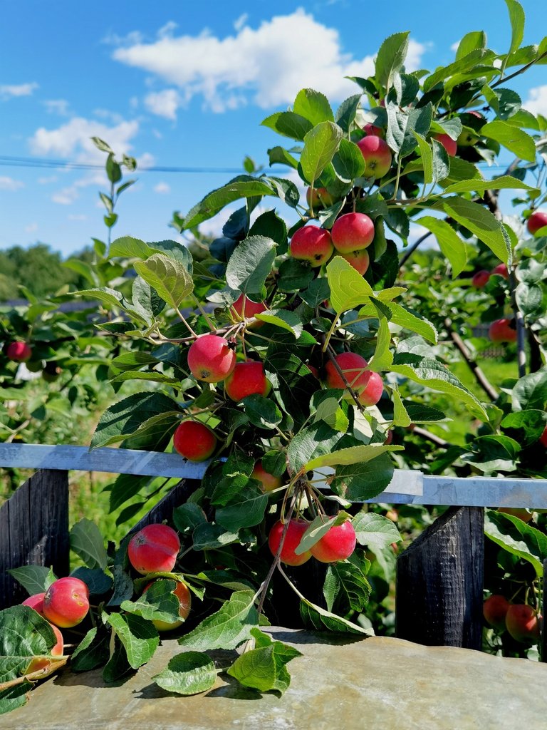 Summer apples