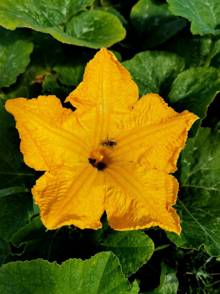 Bees are hard workers
