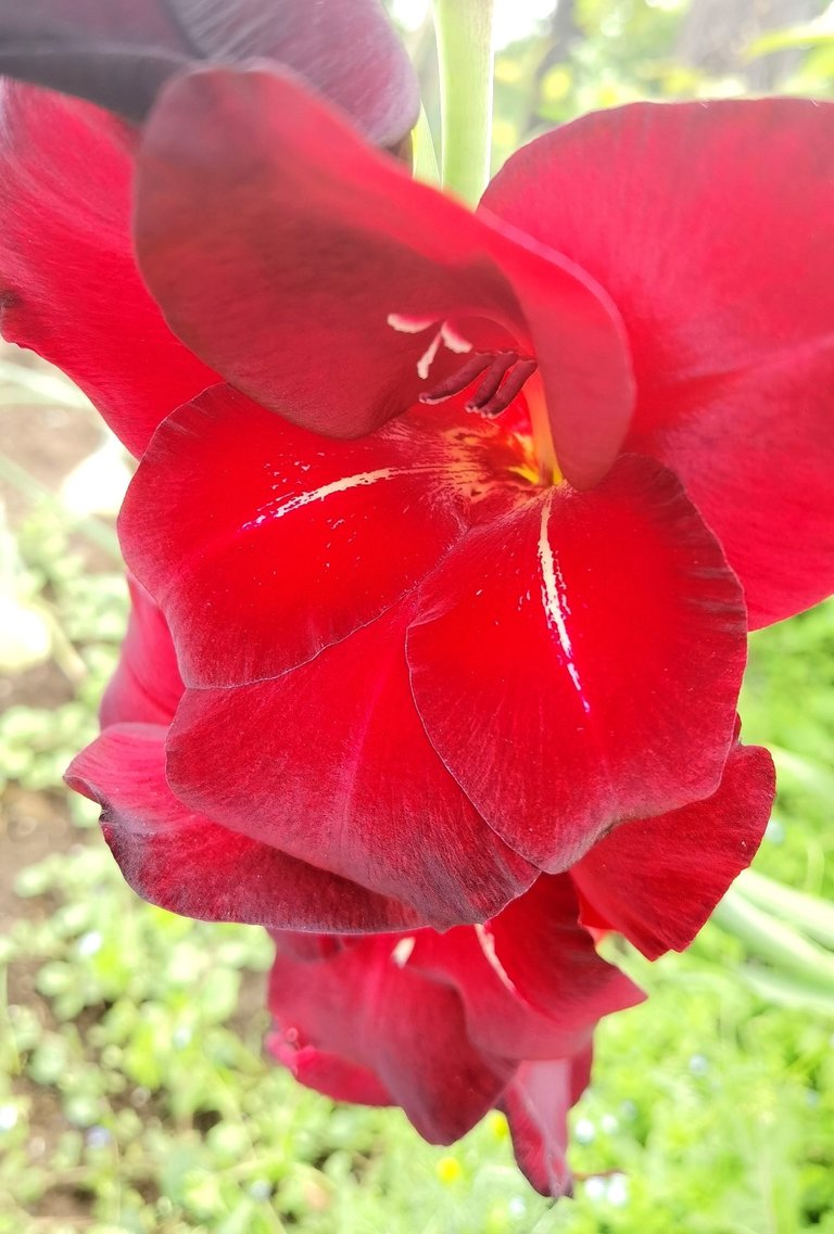 Gladiolus