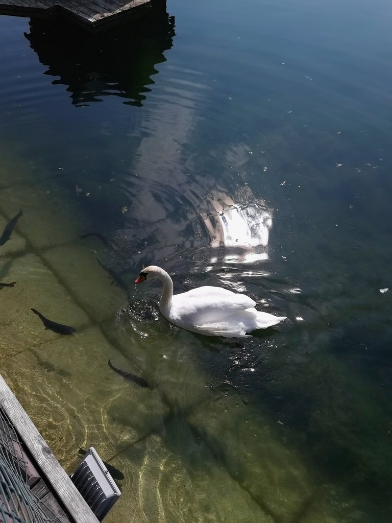 A swan and fish