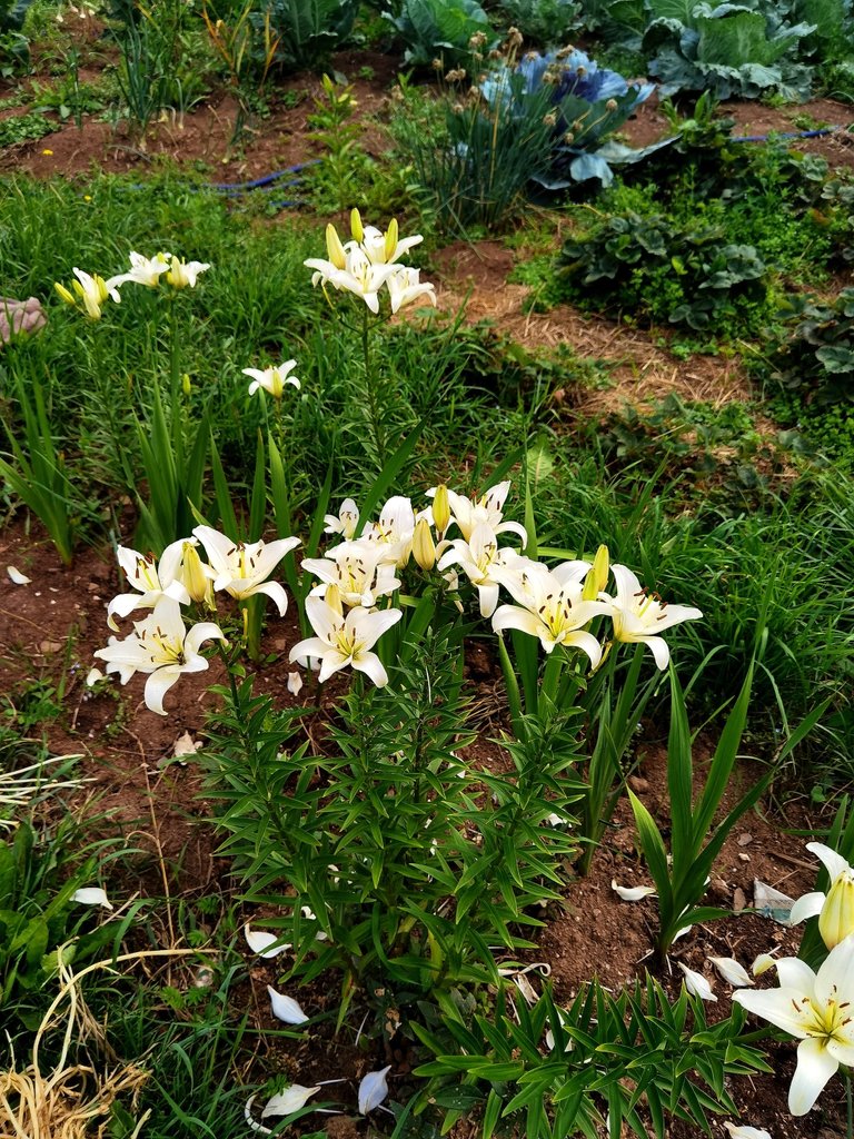 The lilies are already blooming.