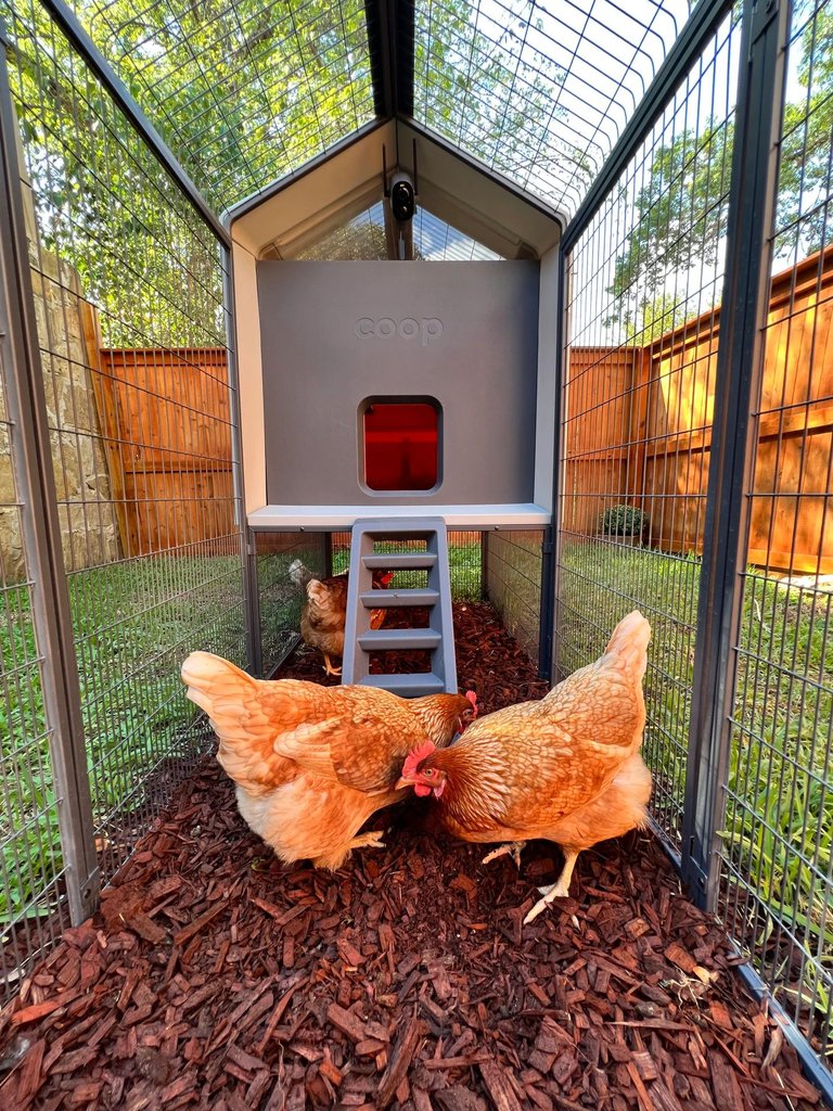 Homesteading Life: Raising animals and chicken