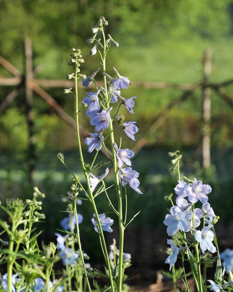 My Homesteading Journey: Planting Flowers