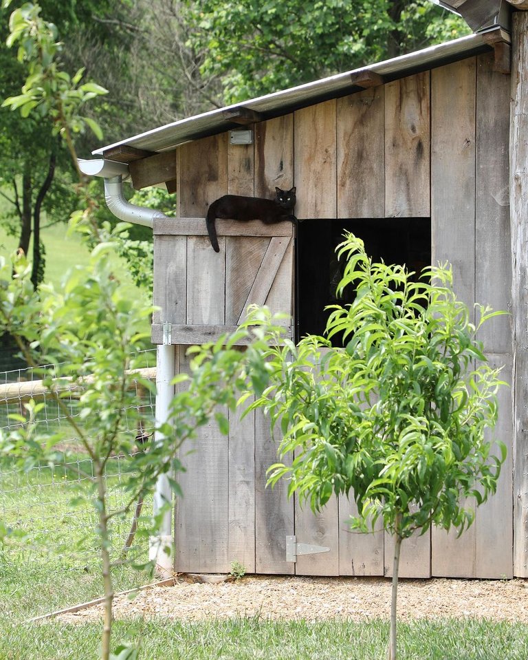 Homesteading Farming Life: More Than Just Growing Vegetables