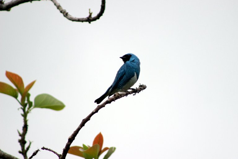 IMG_8385m.JPG