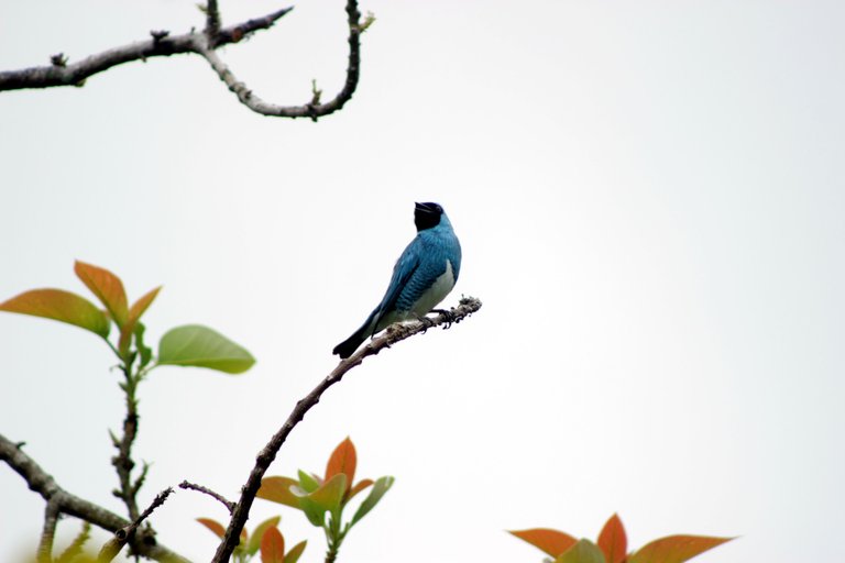 IMG_8388m.JPG