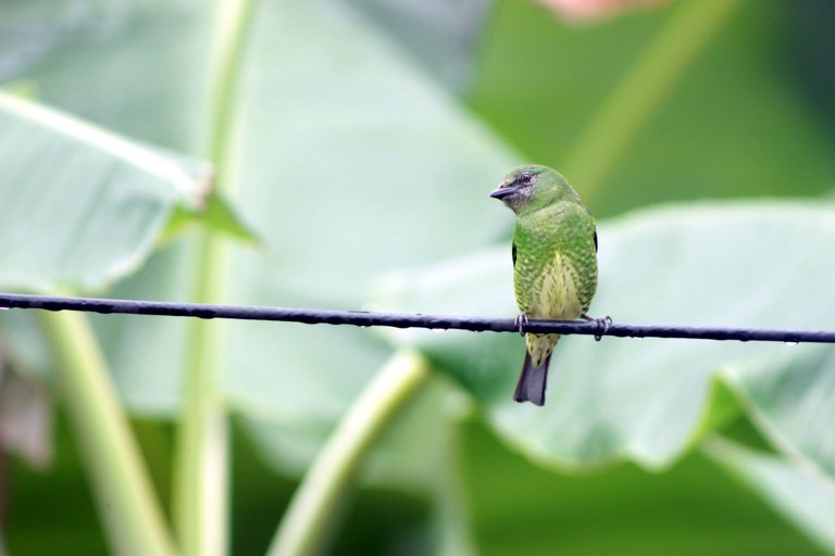IMG_8372m.JPG