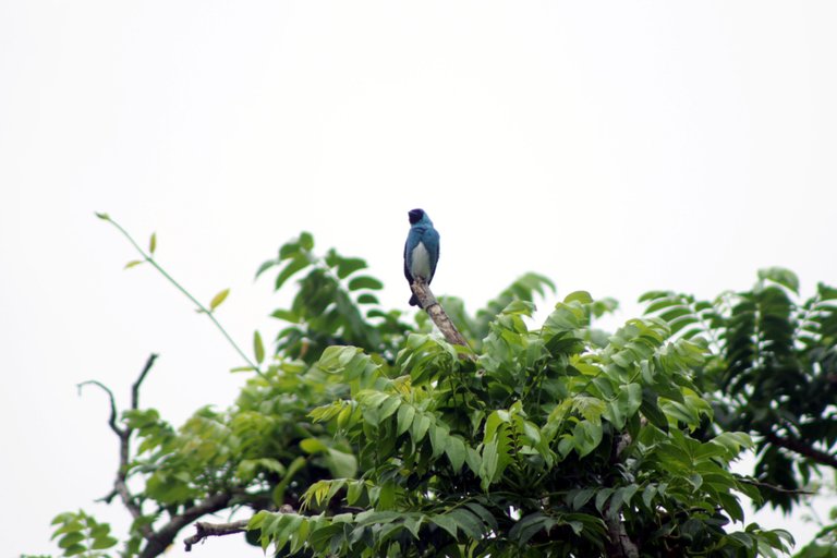 IMG_8392m.JPG