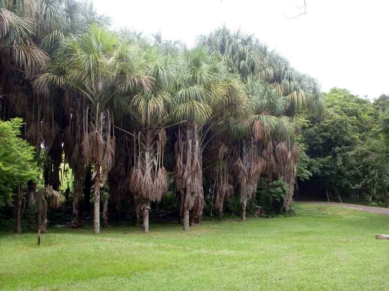 SDC11098.JPG