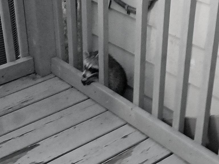 raccoon 2.png