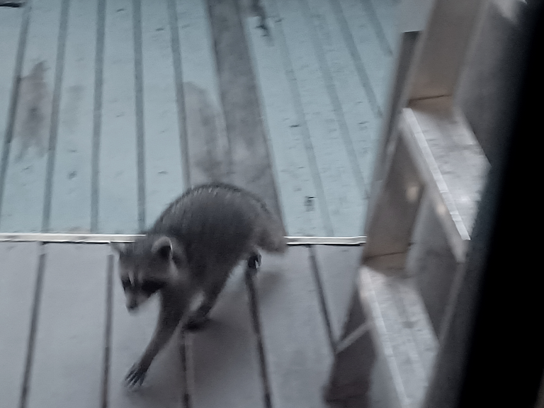 racoon.png