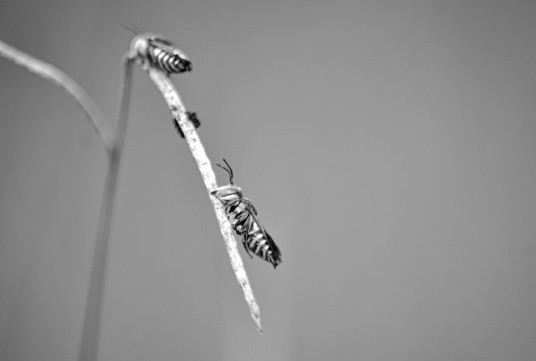 _AHW4730.jpg