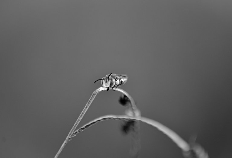 _AHW4713+.jpg