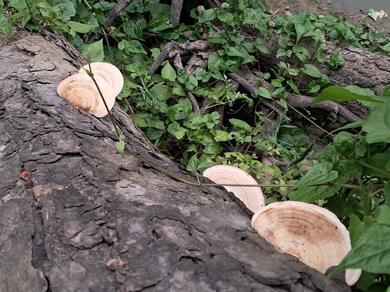 20250511_174756.jpg