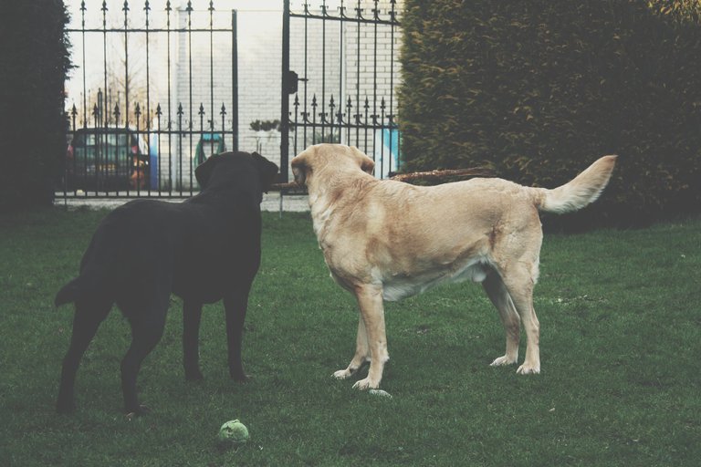 pexels-photo-350748 (1).jpeg