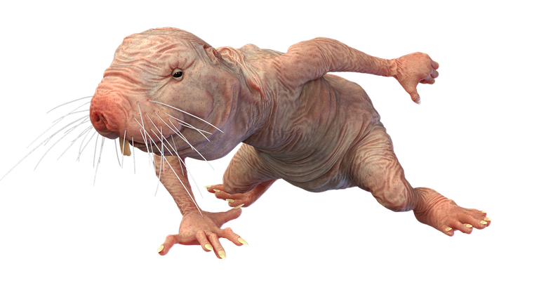 naked-mole-rat-7314784_960_720.png