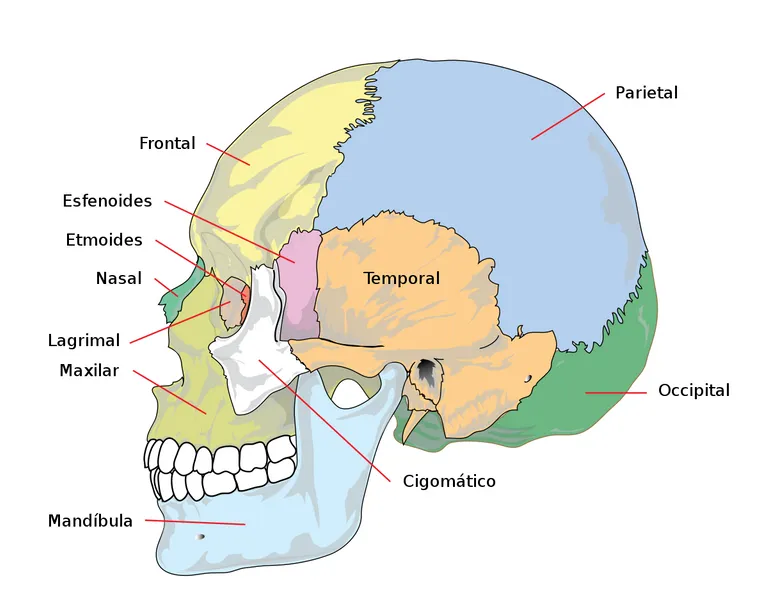 Human_skull_side_simplified_(bones)-es.svg.webp