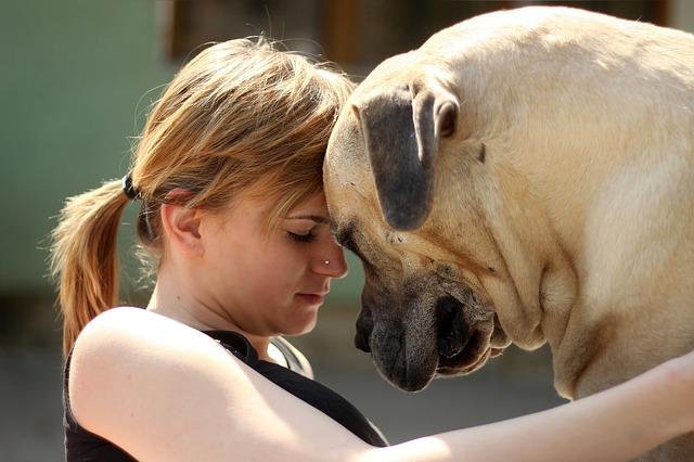 boerboel-g67d03c648_640.jpg