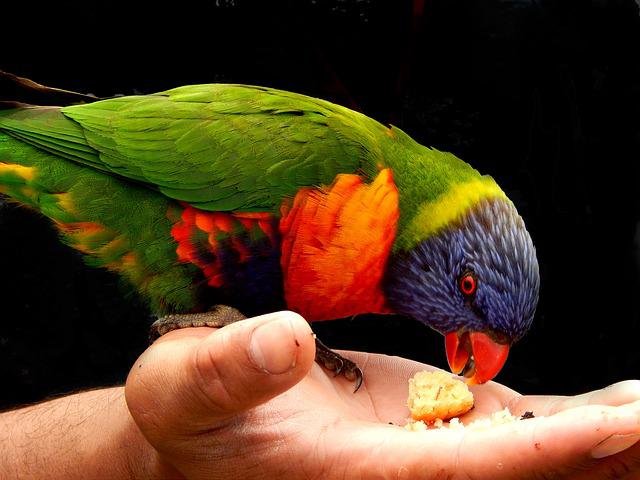 rainbow-lorikeet-3893061_640.jpg