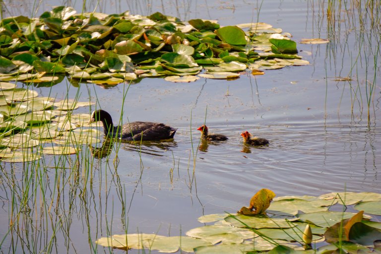 Summer Wetlands (5).JPG