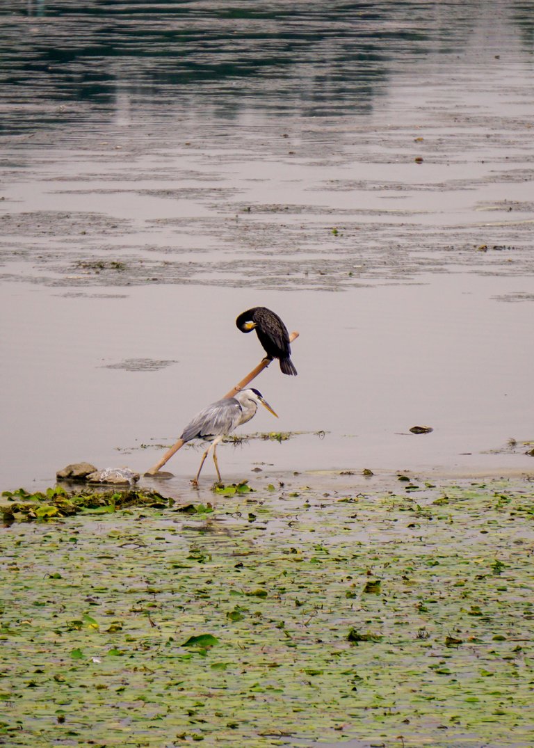 Summer Wetlands (13).JPG