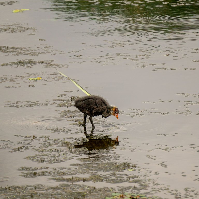 Summer Wetlands (8).JPG