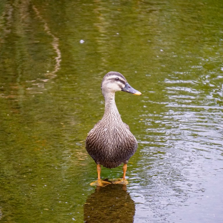 Summer Wetlands (4).JPG