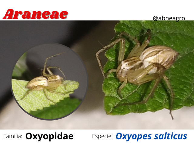 Hemiptera(1).png