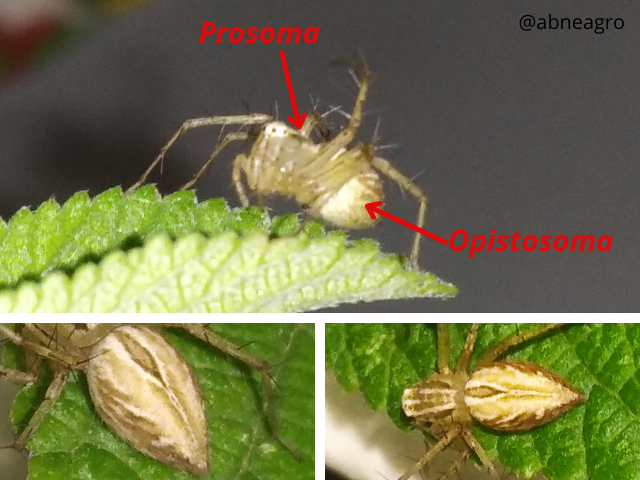 Hemiptera(4).png