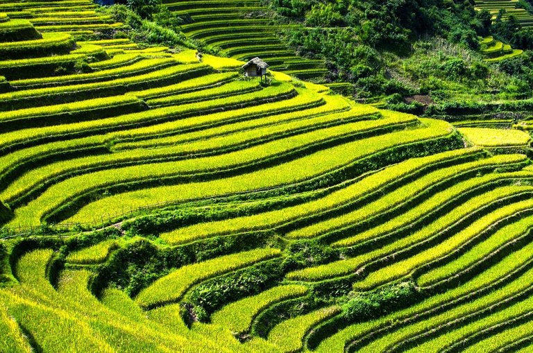 Rice Terraces.jpg