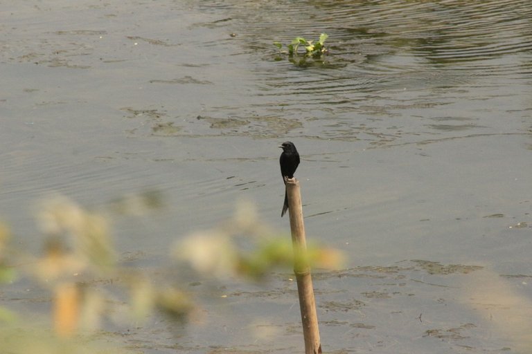 IMG_2940.JPG