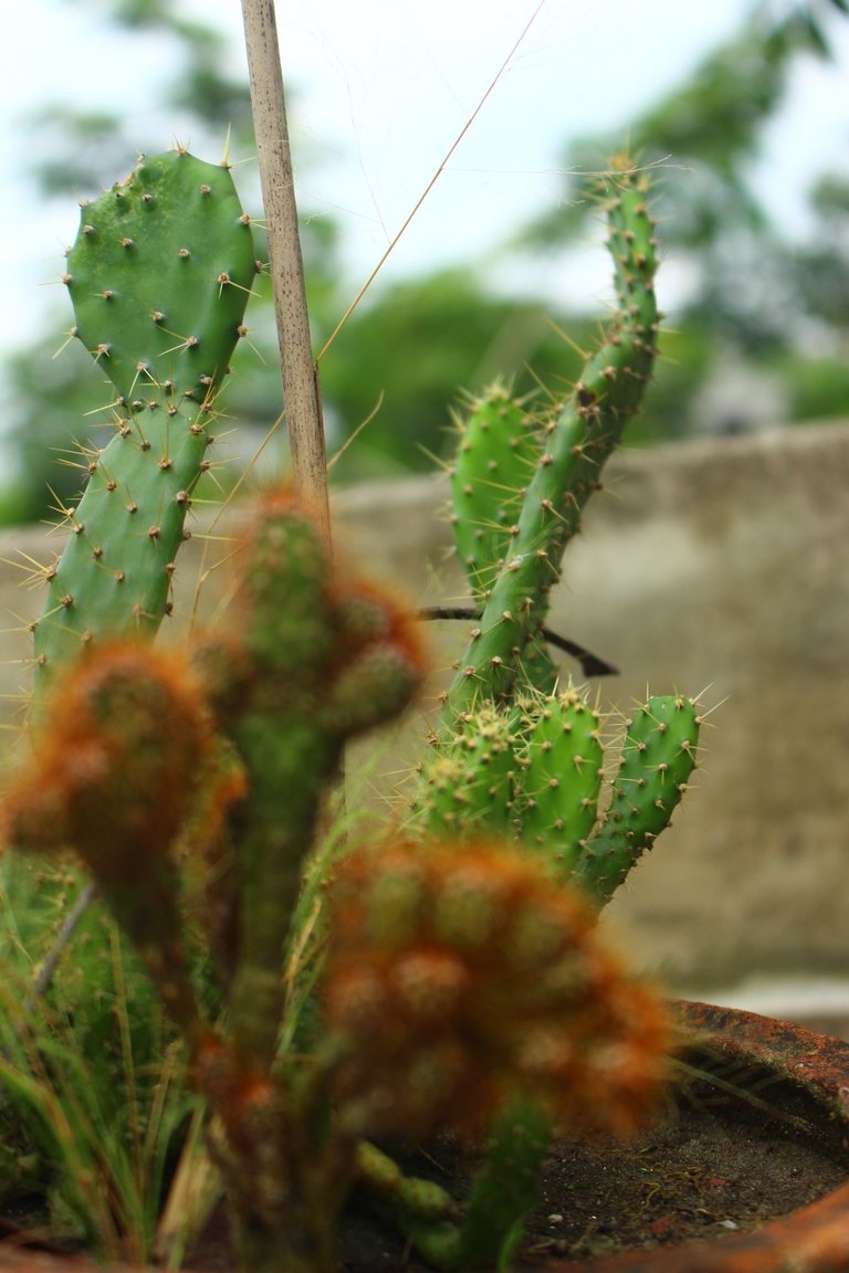 IMG_4715.JPG