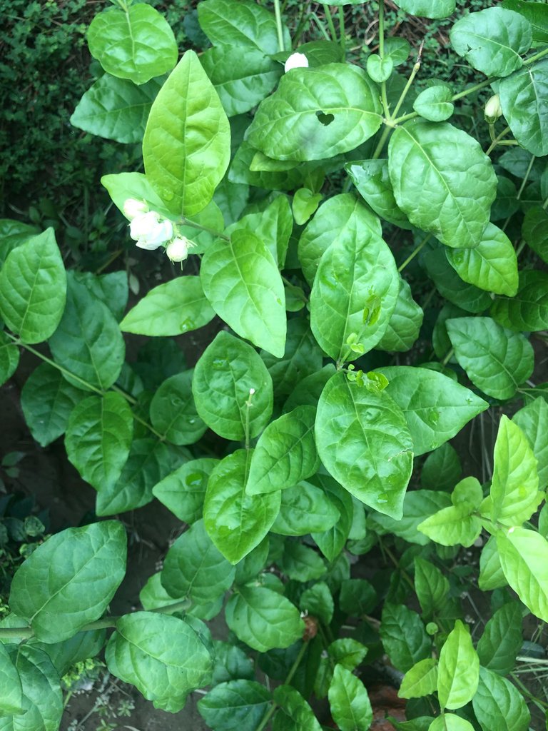 IMG_2562.jpeg